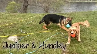 Spaniel-mix Hundley and GSD Puppy Juniper Build Their Bond and Amazing Obedience!