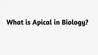 What is Apical in Biology ?
