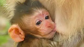 Lovely Newborn Baby Monkey Brighten