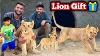 mini zoo ma lion agya