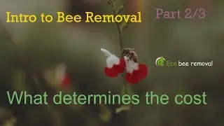 Intro to Bee Removal: What determines the cost (part 2)