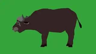 Buffalo - Green Screen