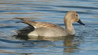 Gadwall - Schnatterente - Anas strepera