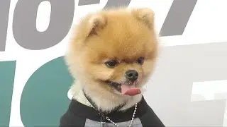 Jiff the Dog (Jiffpom) KIIS FM Wango Tango 2015 Pink Carpet Arrivals