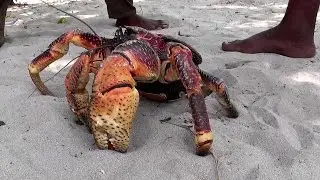 Giant Coconut Crab &ndash; the largest land crab in the world