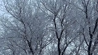 Winter Drive And Snow - Beautiful Trees In City Of Brandon Manitoba Canada