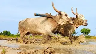 Bullock Ploughing in the Deep Mud | Bullock Ploughing