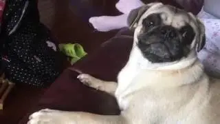 Pug Throws A Tantrum