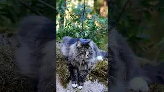 🐾🌲 Tigris the Norwegian Forest Cat, Lord of the Backyard Realm 🌲🐾 #worldcatday #norwegianforestcat