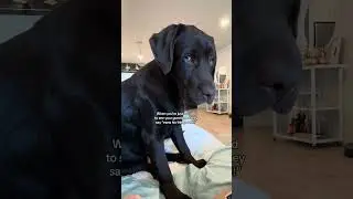 Poor guy 🤣🤣🤣 #puppy #retreiver #funny #dog #labrador #dogvideos
