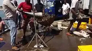 How to Catch, cutting and Export Fish in Srilanka oluvil harbor