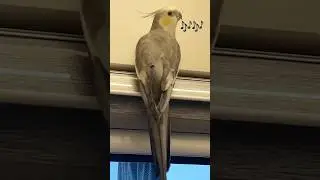 Cockatiel sing Mozart&rsquo;s (Queen of the night)