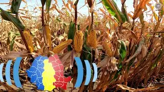 Jurnal de Cultura: S20E13 🌽 Hibrizi de porumb romanesti!