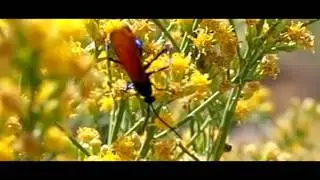 Tarantula Hawks (Pepsid Wasp) 600fps slow motion very close-up fly-off V06228