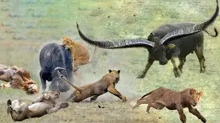 Buffalo Attack Lion - Buffalo Herd Save Fellow From Lion Pride Hunting -  Prey Fight Back Lion