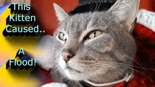 This Kitten Caused A Flood!