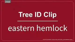 Tree ID Clip: eastern hemlock