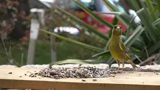 Птицы в саду - видео для кошек с садовыми птицами