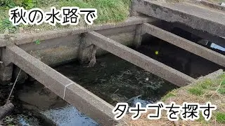 【Micro Fishing】婚姻色のタナゴを求めて小物釣り