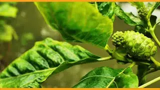 Adopt a Native Hawaiian Plant for Free