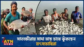 সাতক্ষীরায় সাদা মাছ চাষে ঝুঁকছেন মৎস্যচাষিরা | Satkhira | Fish Farming | ATN News