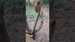 Indian Python Snake Rescue #youtubeshorts #shortsvideo #trending