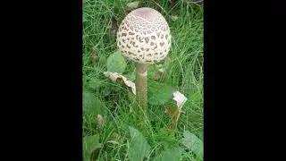Trent Country Park I