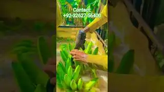 banana export process #anime #fruit #food #banana #healthyfood #dubai #businessgrowth #businessnews