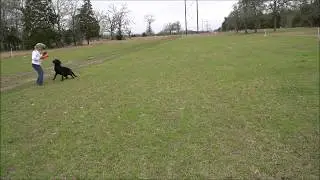 Watermarks Ambush Retriever Training on the Star Field