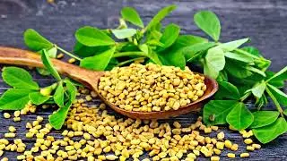 Pharaoh's Secret: Fenugreek for Blood Sugar Balance?