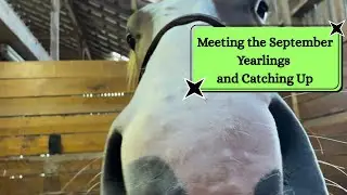Meeting the September Yearlings and Playing Catch Up