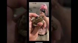 Cane Toad named George 🐸