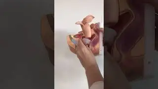 How to Use a Period Cup