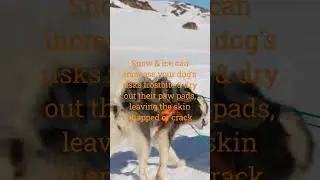 protecting a dog's paw pads from ice & snow