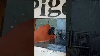 ❤️&zwj;🔥Pigeon Cage opening 🕊️ | #pigeoncage #pigeon #shorts
