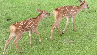 奈良公園の子鹿さん #27 The fawn of Nara Park