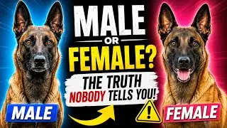 Male vs Female Belgian Malinois Which One Should You Choose?
