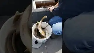 Beautiful Red lake walleye