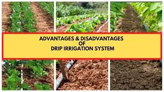 Drip Irrigation: Advantages and Disadvantages of Drip Irrigation Systems