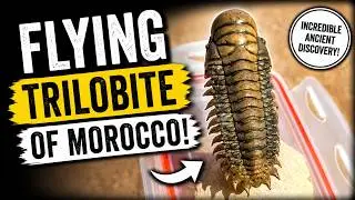 I Prepped a 400-Million-Year-Old Flying Trilobite (Rare Fossil Reveal!)@TrilobiteFossils