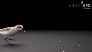 Critically endangered spoon-billed sandpipers (Calidris pygmaea) at the WWT