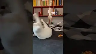 Cat play time