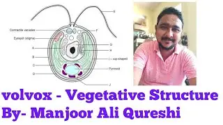 Volvox - Vegetative Structure