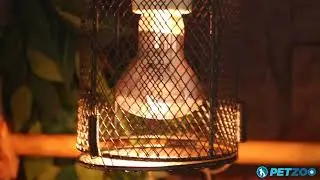 How To Use a Reptile Basking Daylight UVA Globe | URS Basking Spot Daylight UVA Reptile Bulb