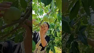 C&acirc;y B&aacute;nh Kem ạ