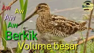 Suara pikat burung sawah Berkik/punguk Aw Aw Aw Volume besar