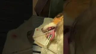 Dental Polish