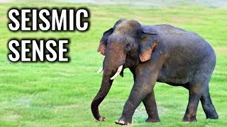 The Secret Language Elephants Speak Through the Ground