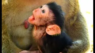 ADORABLE BABY NEWBORN DAX OF MOM DAISY || BABY DAX LOOKED SO HUNGRY ON FIRST DAY