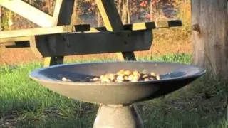 Feathertop Films Blue Jay Breakfast.m4v